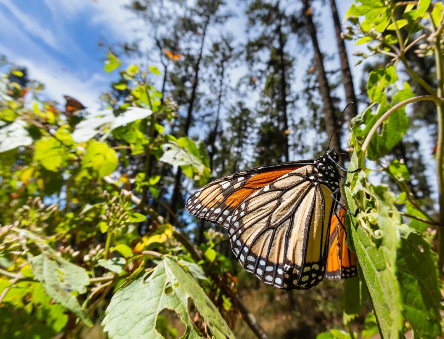 Rémy Cointreau Americas partners with WWF Mexico to protect Monarch butterflies in the Americas