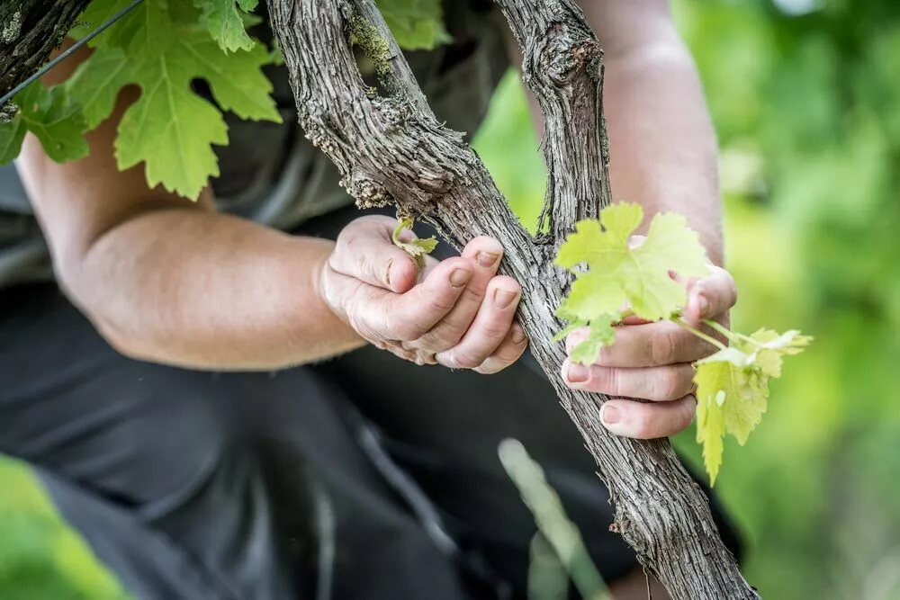 Le CDP récompense Rémy Cointreau pour l’engagement de ses fournisseurs pour le climat